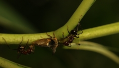 Otinotus