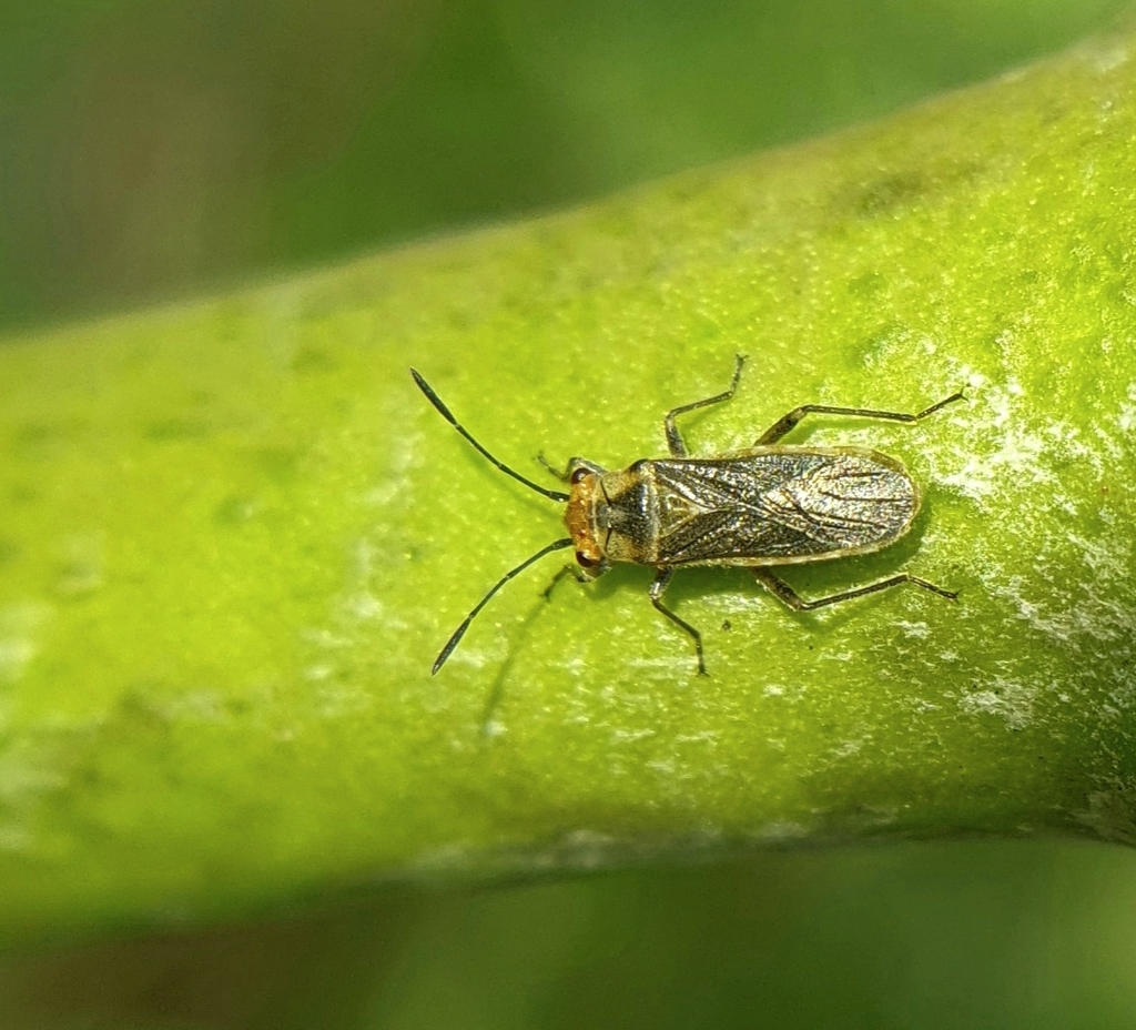 Aethalotus indicatus