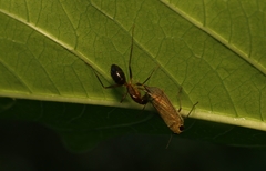 Calodia kirkaldyi