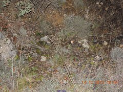 Teucrium pseudochamaepitys