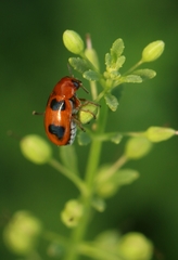 Ceratobasis koenigii