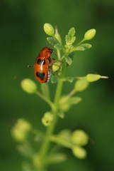 Ceratobasis koenigii