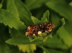 Acontia crocata