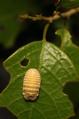 Drosicha