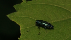 Agrilus acutus