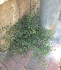 Capparis zoharyi
