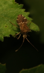 Cletomorpha