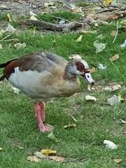 Alopochen aegyptiaca