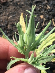 Mentzelia laevicaulis