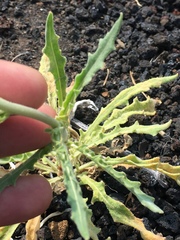 Mentzelia laevicaulis