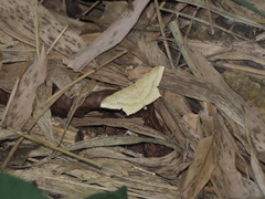 Krananda falcata