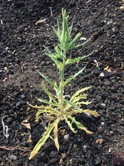 Mentzelia laevicaulis