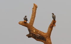 Columba livia gymnocycla