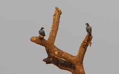 Columba livia gymnocycla