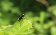 Macrosiagon bipunctata