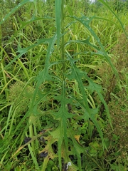Lactuca indica