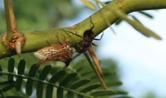 Oxyrhachis