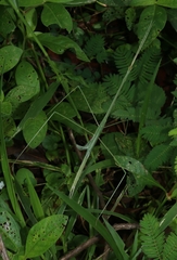 Schizocephala bicornis