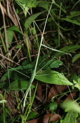 Schizocephala bicornis