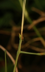 Schizocephala bicornis