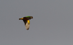 Poicephalus senegalus
