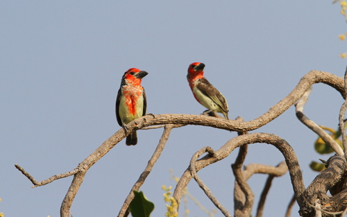 Vieillot's Barbet (Lybius vieilloti), photo 9