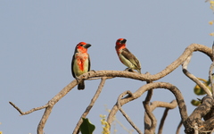 Lybius vieilloti