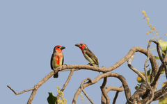 Lybius vieilloti
