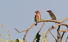 Lybius vieilloti