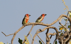 Lybius vieilloti
