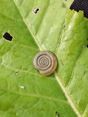 Planorbini
