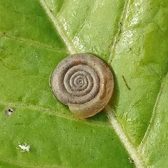 Planorbini