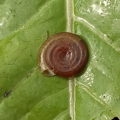 Planorbini