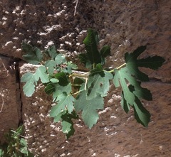 Ficus carica