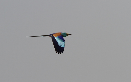 Carraca abisinia (Coracias abyssinicus)