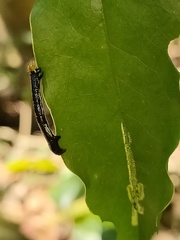 Catoria sublavaria