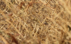 Mirafra rufocinnamomea