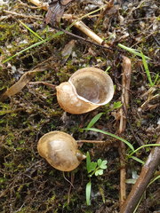 Radix auricularia