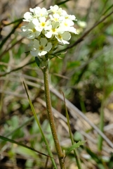 Manulea corymbosa
