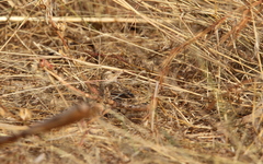 Mirafra rufocinnamomea