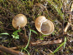 Radix auricularia
