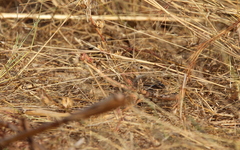 Mirafra rufocinnamomea