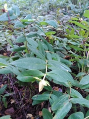 Hypericum calycinum