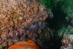 Apogonichthyoides pseudotaeniatus