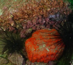 Apogonichthyoides pseudotaeniatus