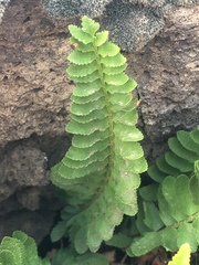 Polystichum scopulinum