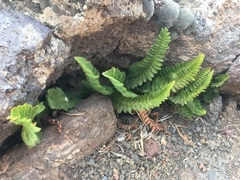 Polystichum scopulinum