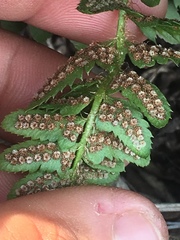 Polystichum scopulinum