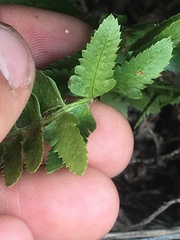 Polystichum scopulinum