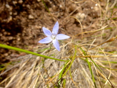 Wahlenbergia luteola